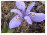 Morea inclinata - Cathedral * 2592 x 1944 * (2.24MB)